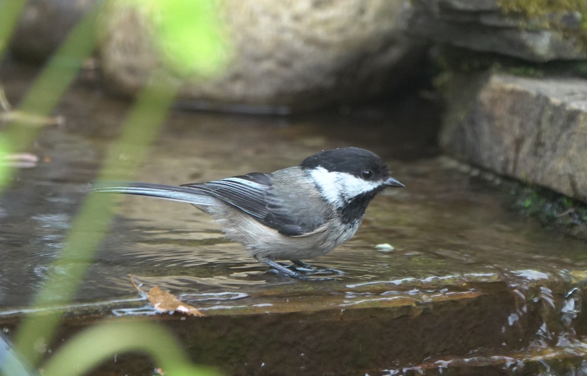 Гаїчка світлокрила - ML645982911