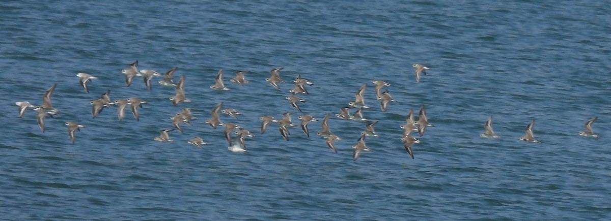 Пісочник тібетський - ML645982912