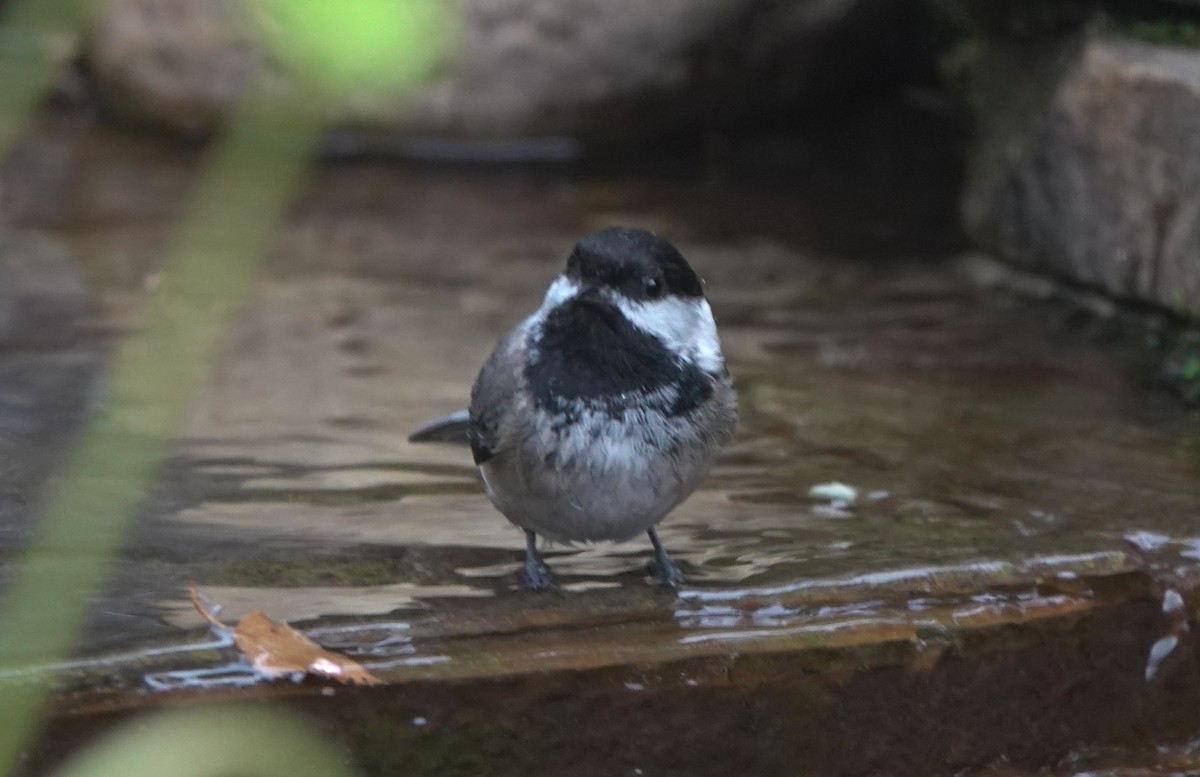 Гаїчка світлокрила - ML645982913