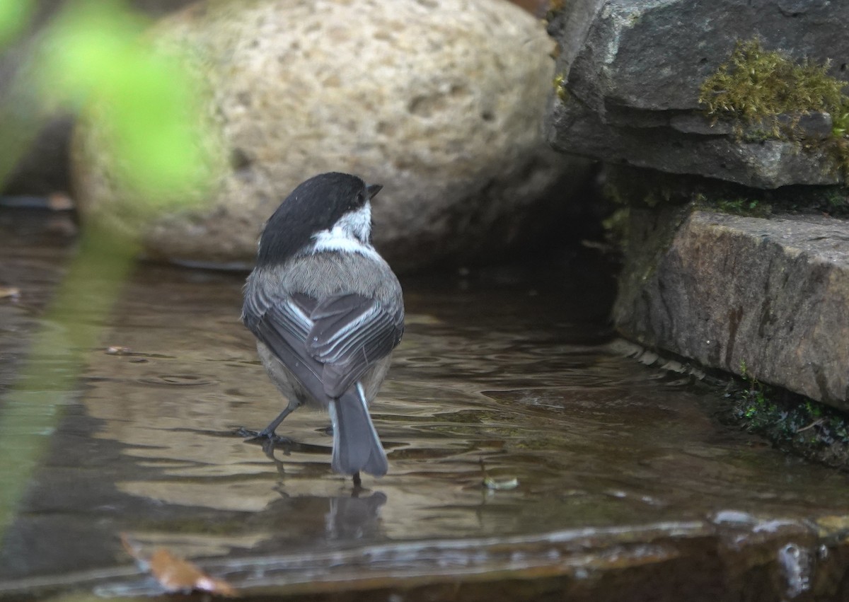 Гаїчка світлокрила - ML645982914