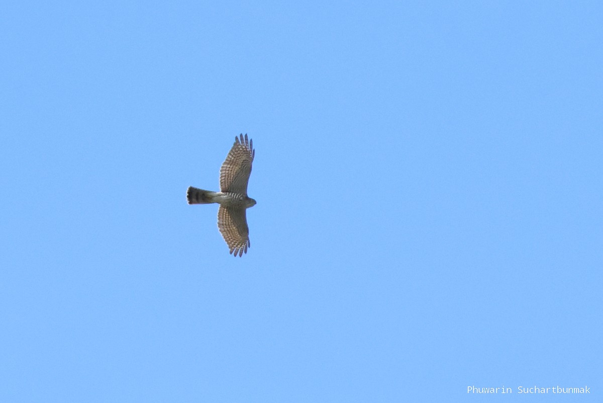 Яструб японський - ML645982915