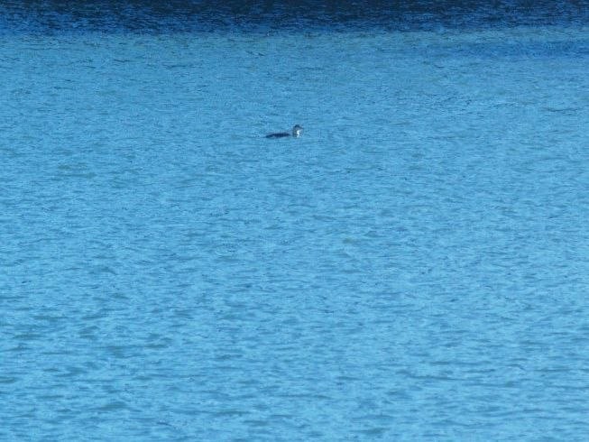 Гагара червоношия - ML645982916