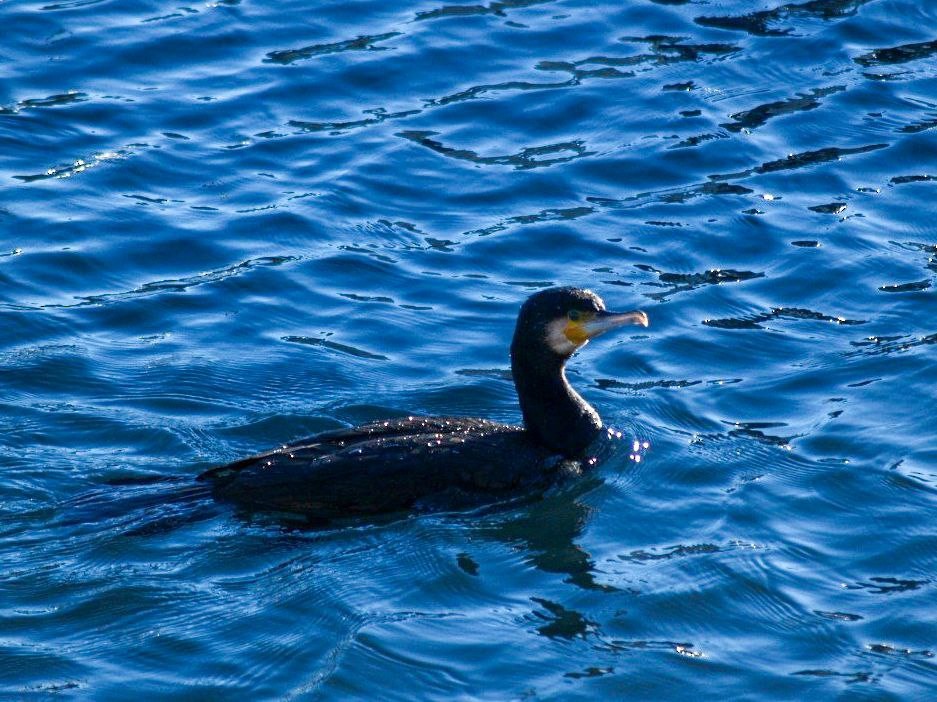 Баклан великий - ML645982917