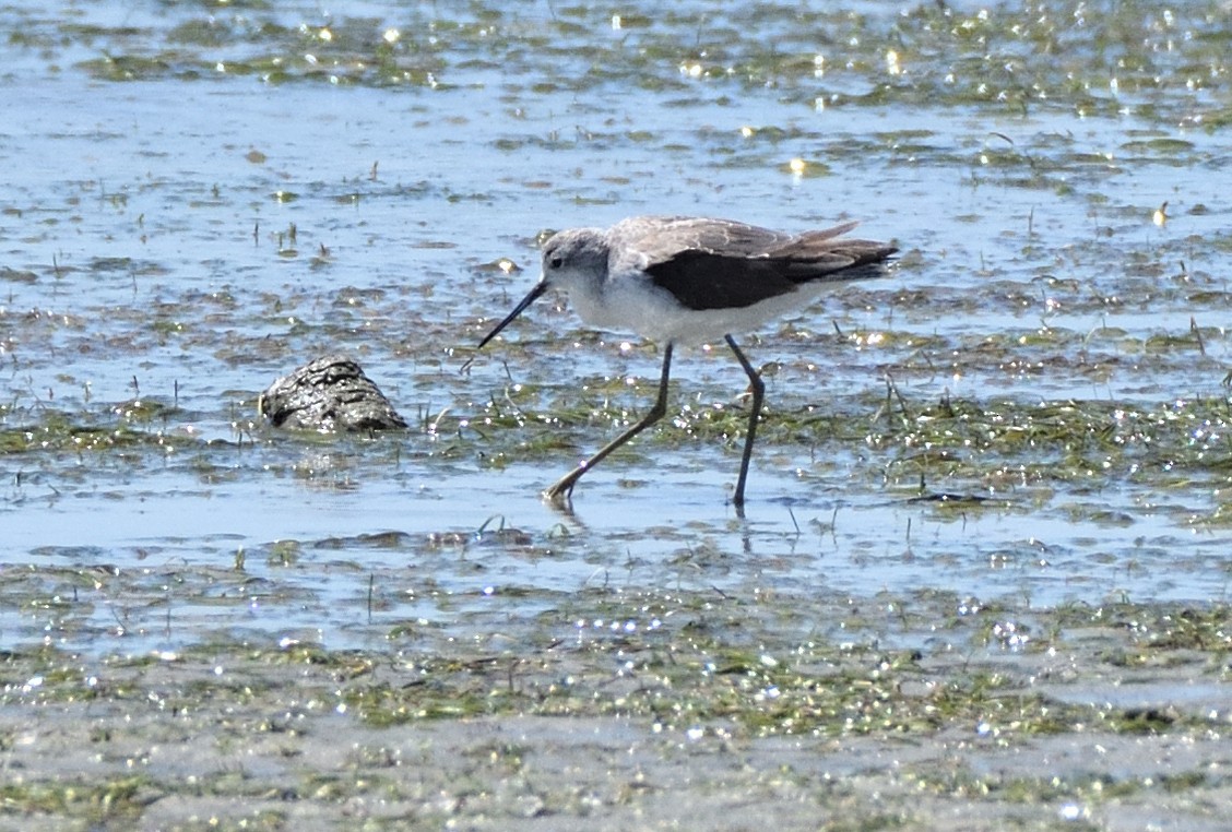 Коловодник ставковий - ML645982918
