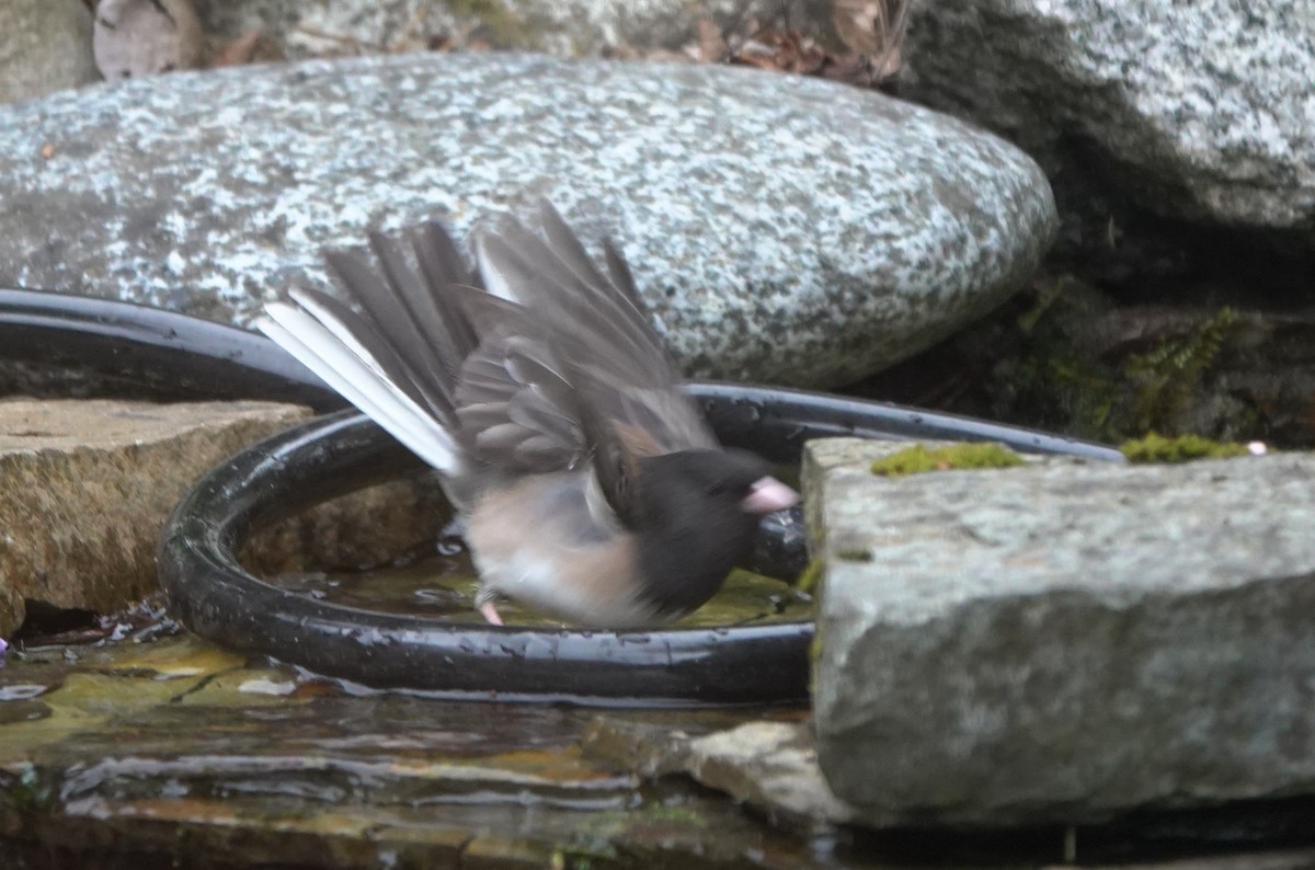 Юнко сірий [група oreganus] - ML645982920