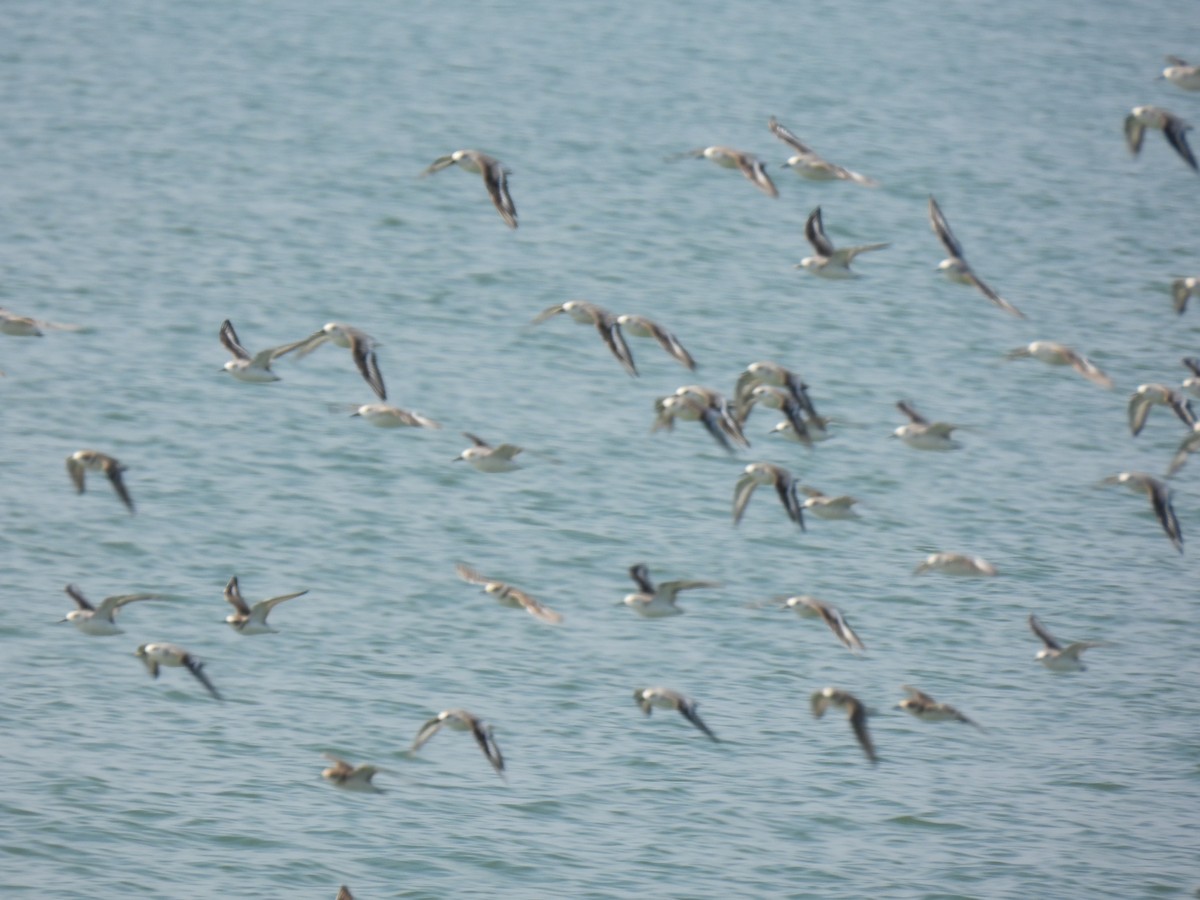 Пісочник тібетський - ML645982921