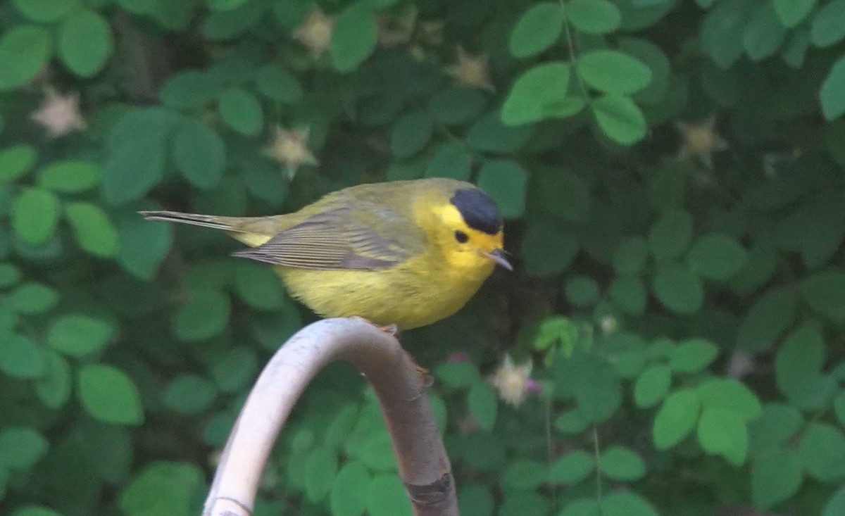Wilson's Warbler - ML645982923