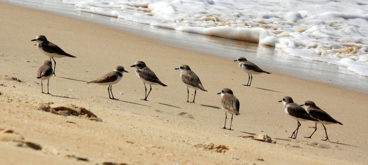 Tibet Cılıbıtı - ML645982924