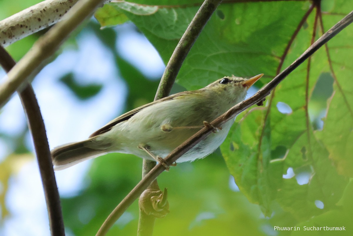 Two-barred Warbler - ML645982929