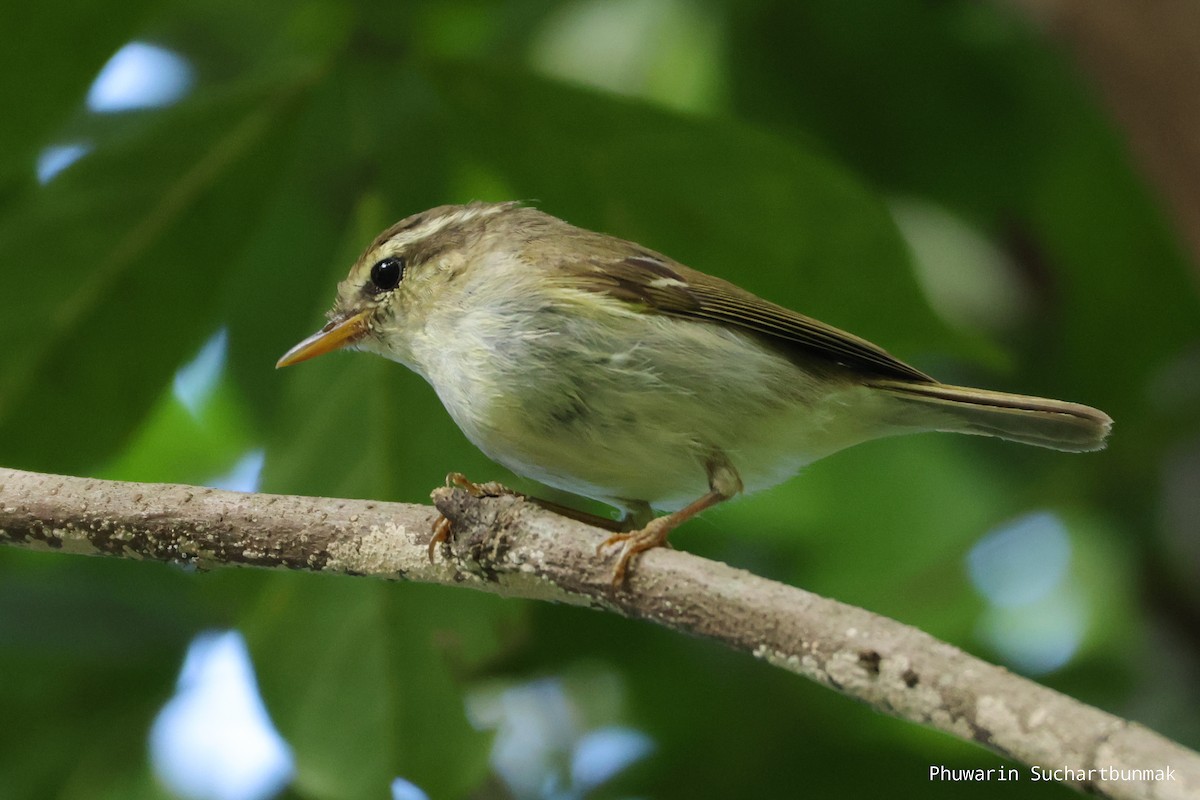 Two-barred Warbler - ML645982930