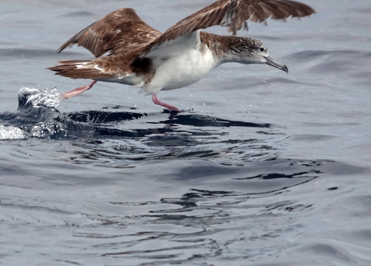 Streaked Shearwater - ML645982931