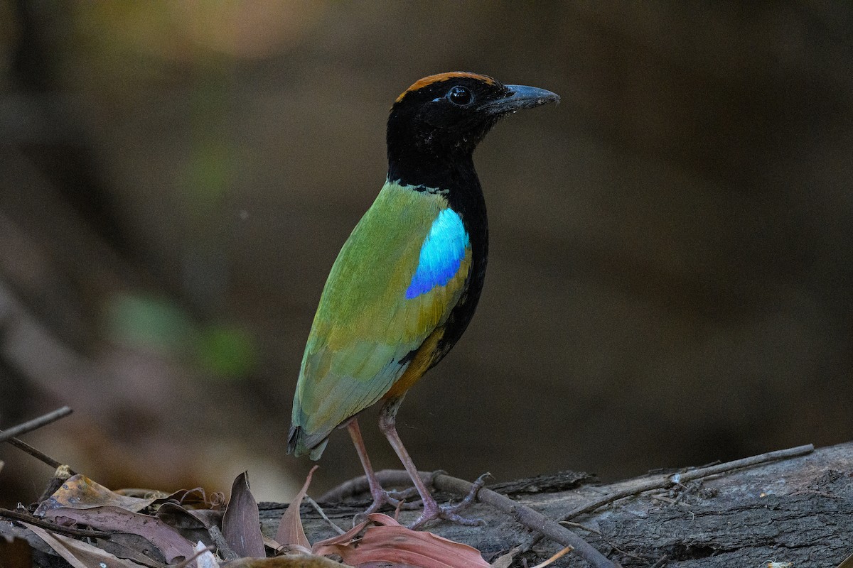 Rainbow Pitta - ML645982932