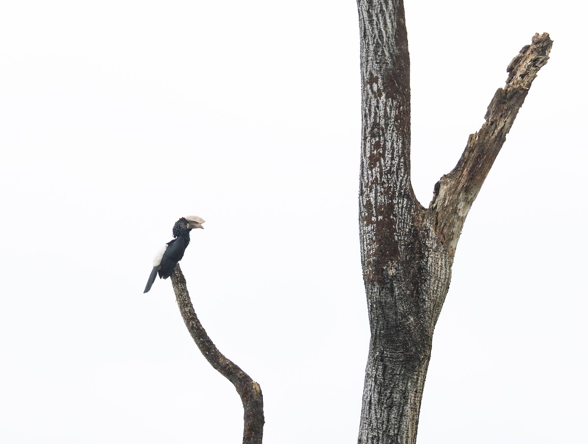 Silvery-cheeked Hornbill - ML645982933