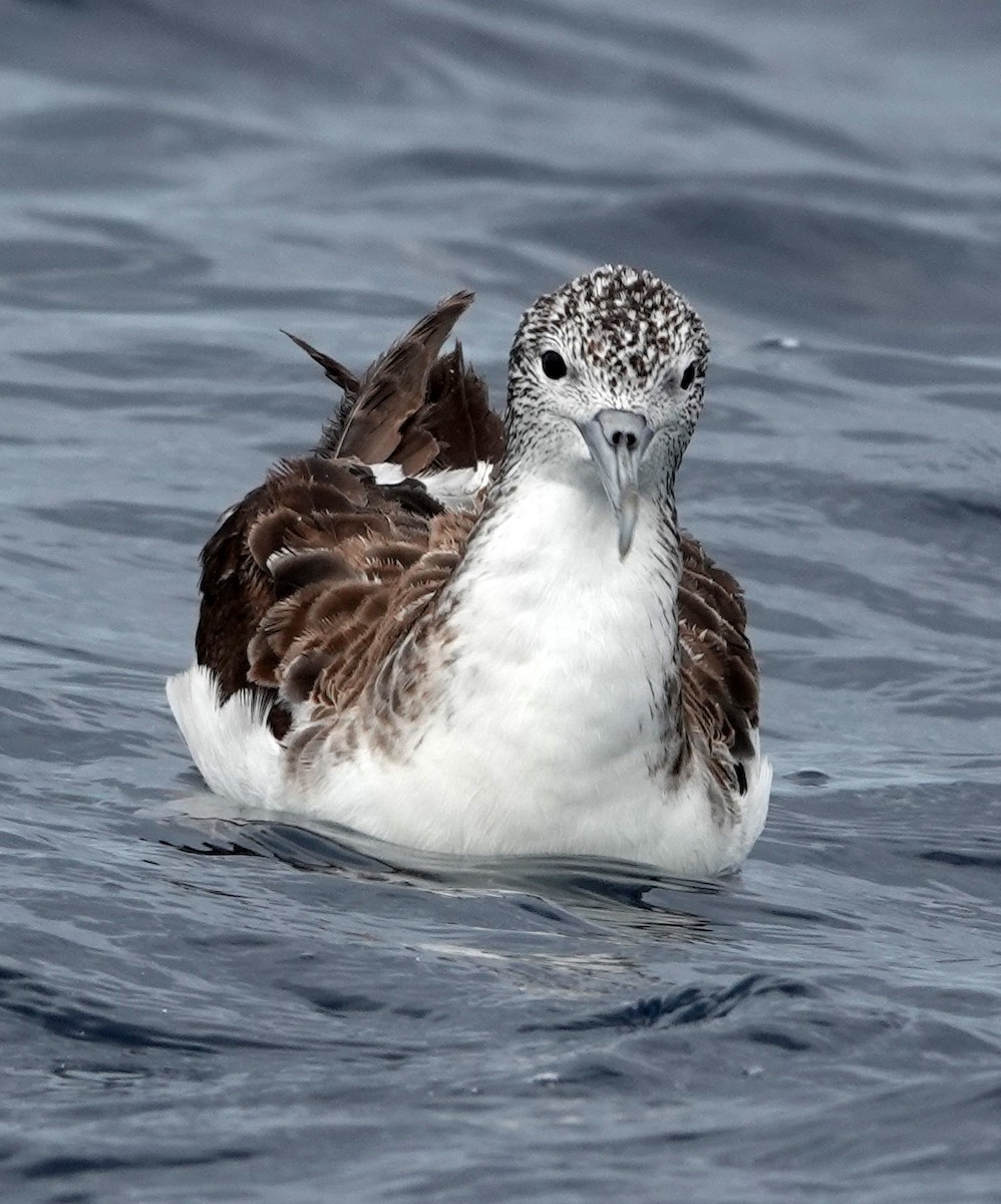 Streaked Shearwater - ML645982934