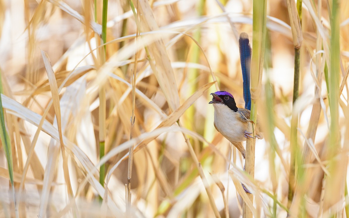 Малюр фіолетовоголовий - ML645982935