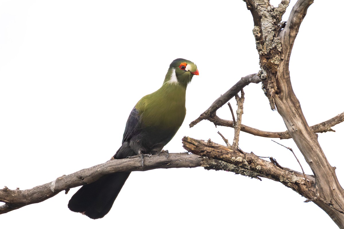 White-cheeked Turaco - ML645982936