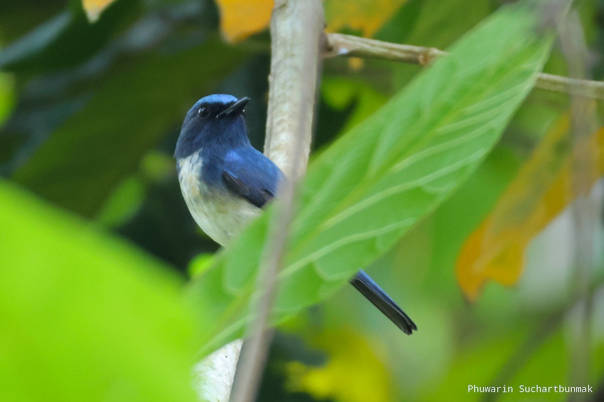 Hainan Blue Flycatcher - ML645982938