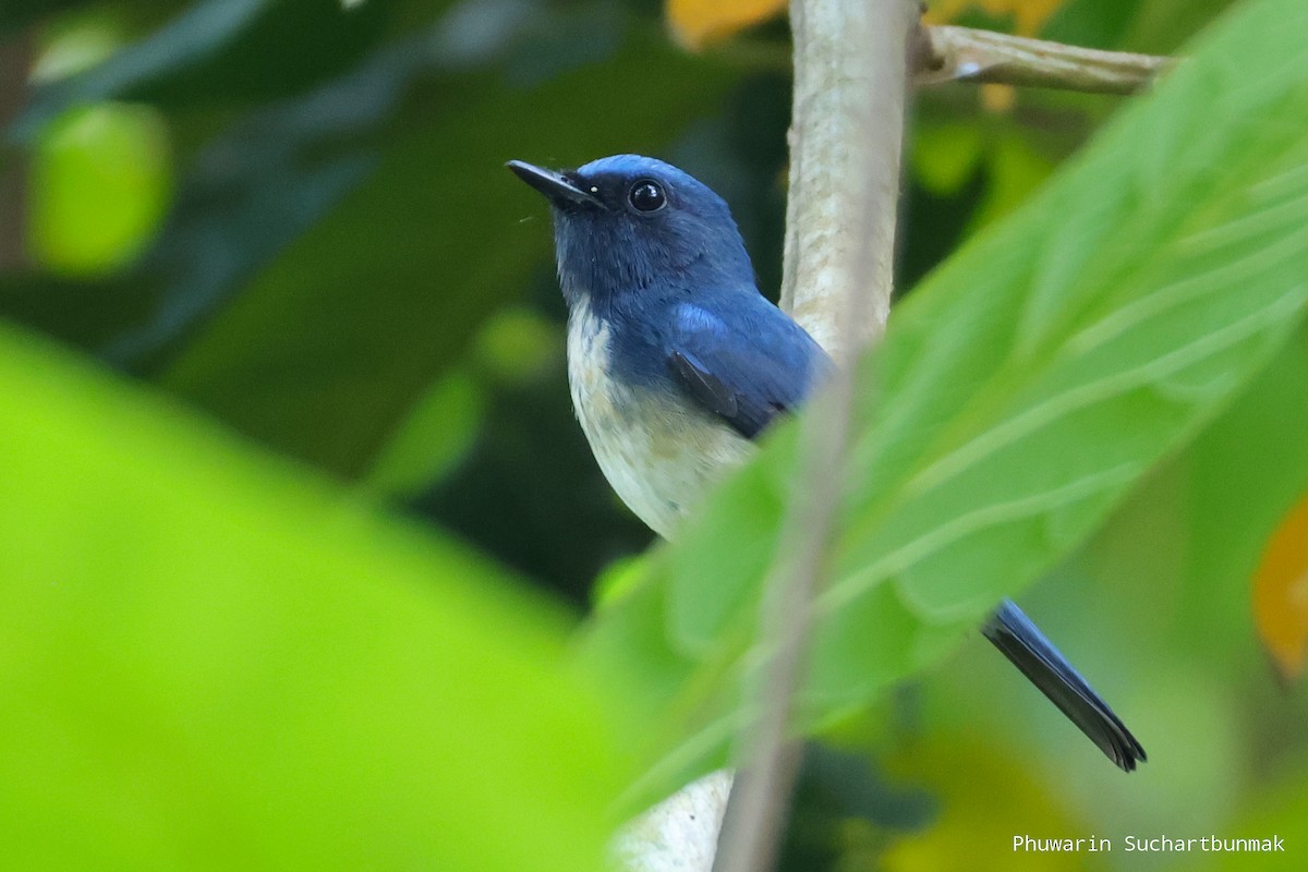 Hainan Blue Flycatcher - ML645982939
