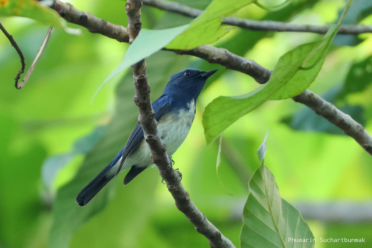 Hainan Blue Flycatcher - ML645982940