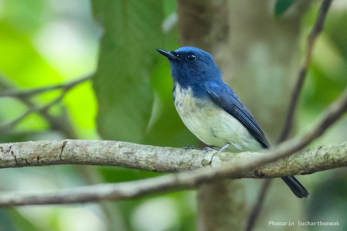 Hainan Blue Flycatcher - ML645982941