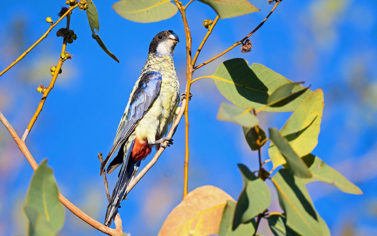 Northern Rosella - ML645982942