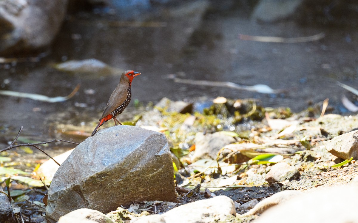 Painted Firetail - ML645982946