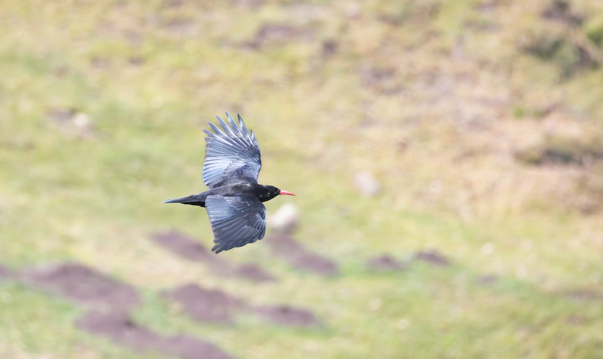 זג אדום-מקור (אתיופי) - ML645982948
