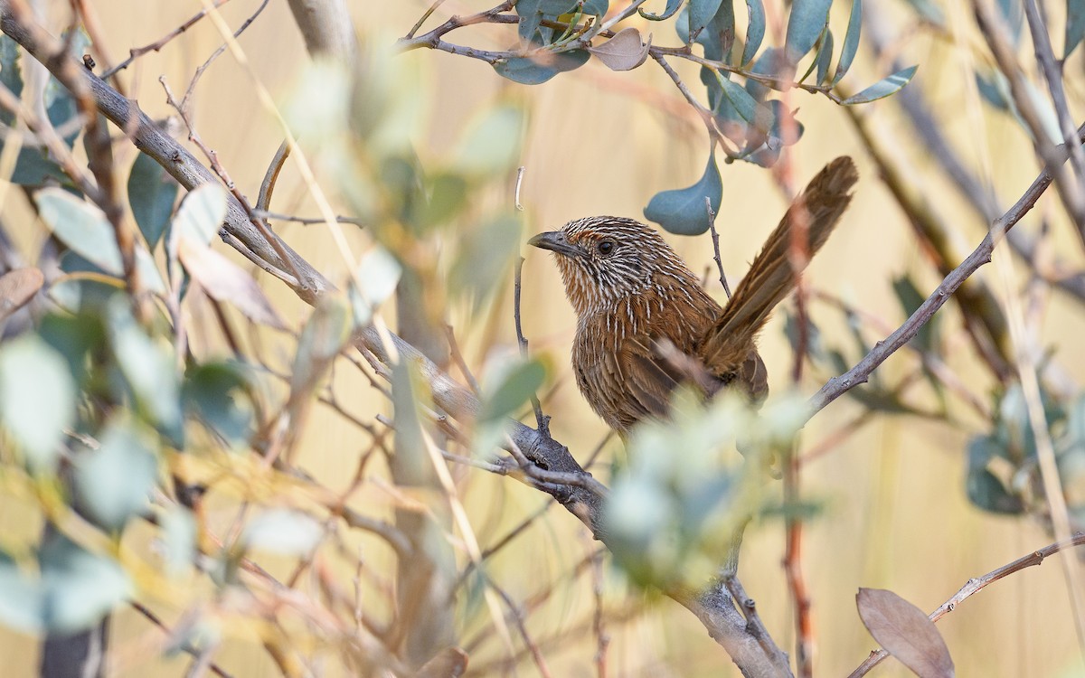 Dusky Grasswren - ML645982949