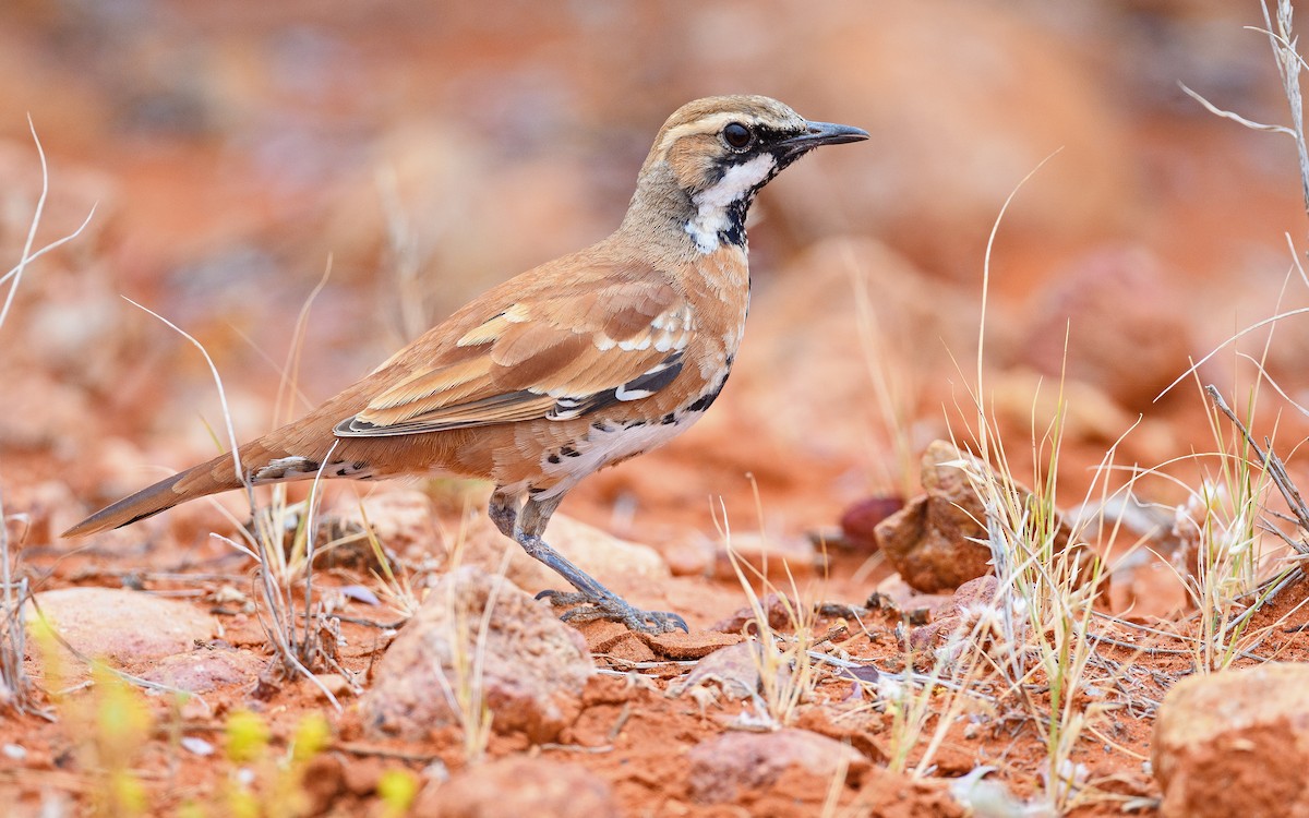 Cinnamon Quail-thrush - ML645982950