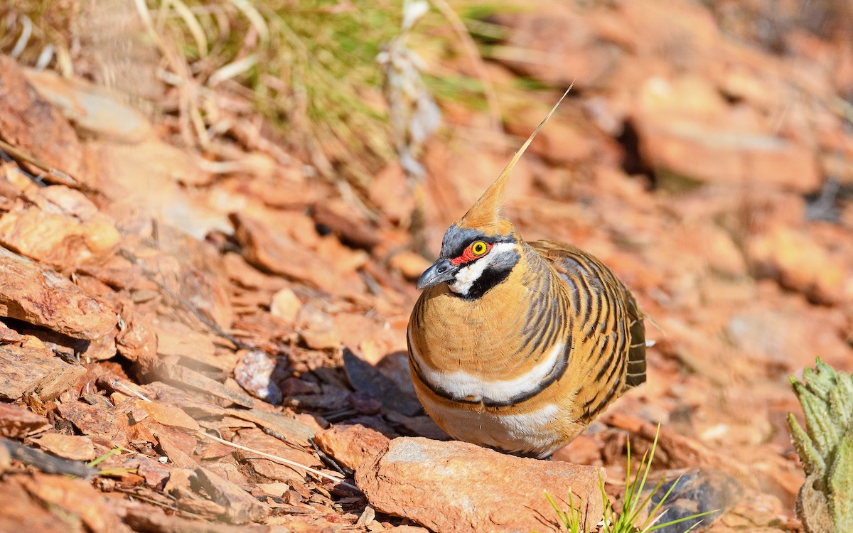 Spinifex Pigeon - ML645982951