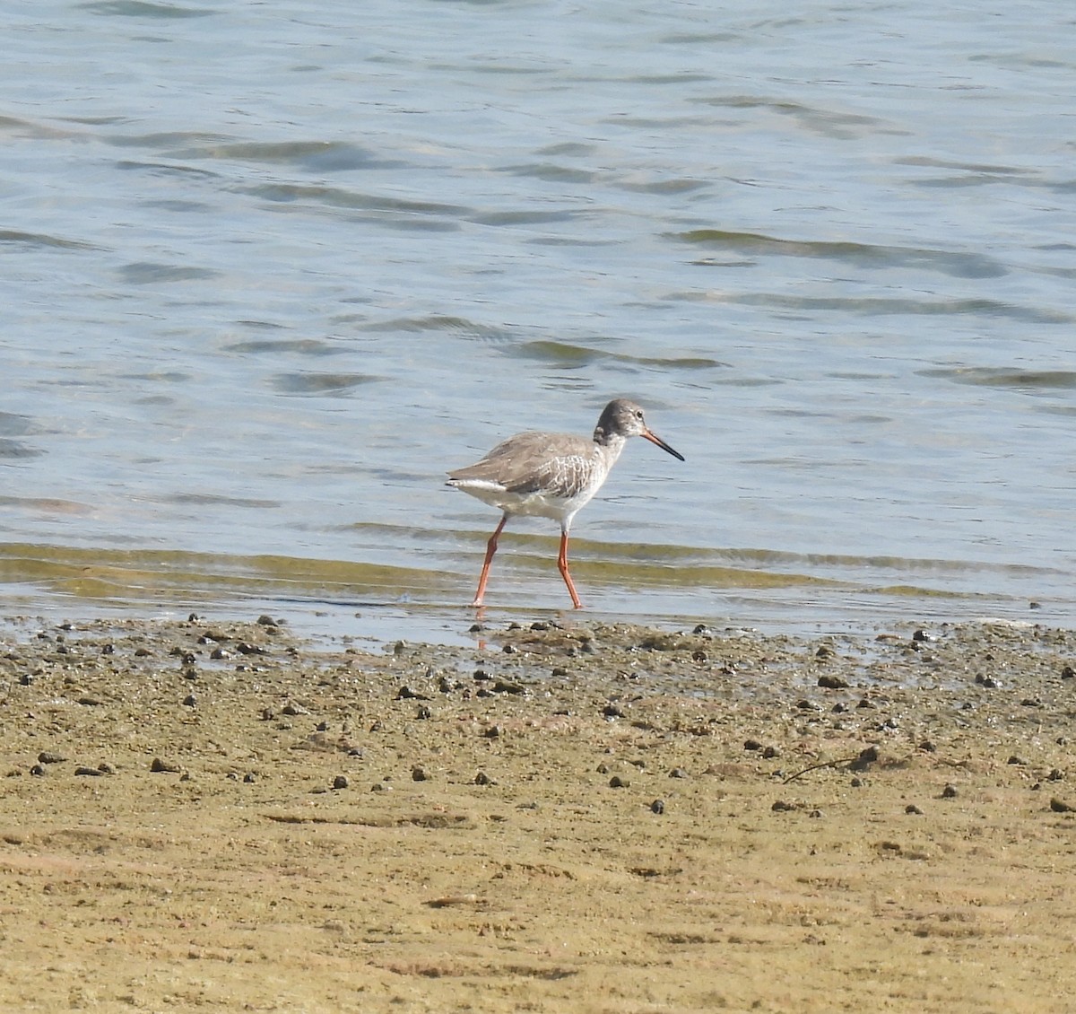 Common Redshank - ML645982961