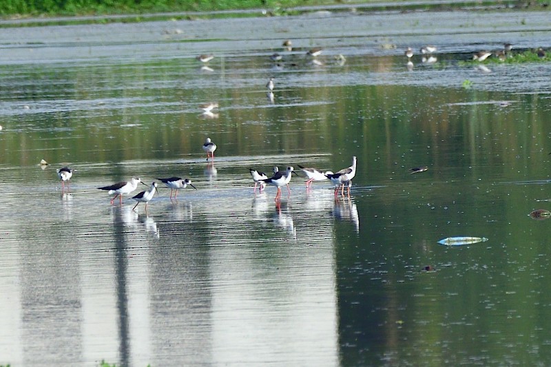 Black-winged Stilt - ML645982963