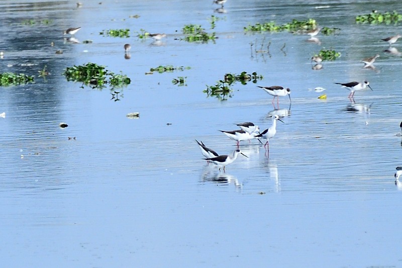 Black-winged Stilt - ML645982964