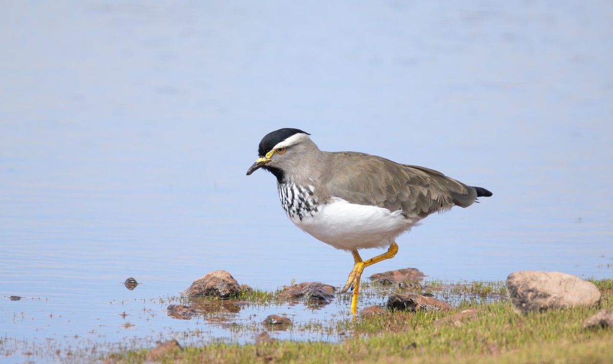 Spot-breasted Lapwing - ML645982965