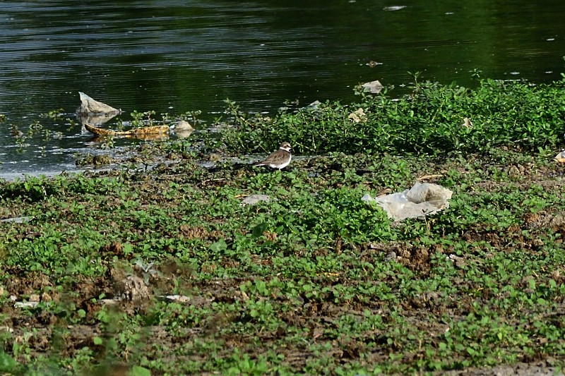 Little Ringed Plover - ML645982966
