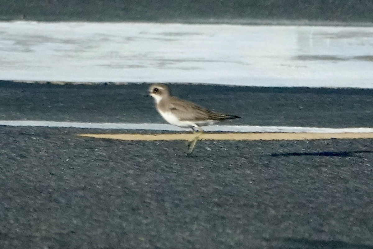 Siberian Sand-Plover - ML645982968