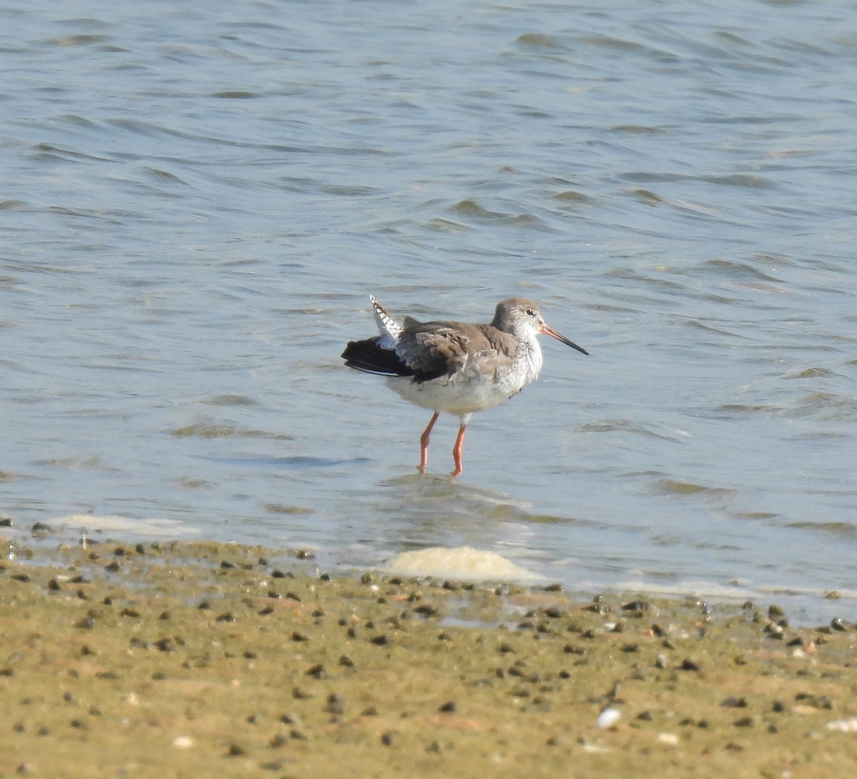 Common Redshank - ML645982970