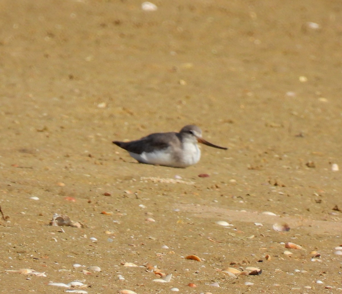 Terek Sandpiper - ML645982972