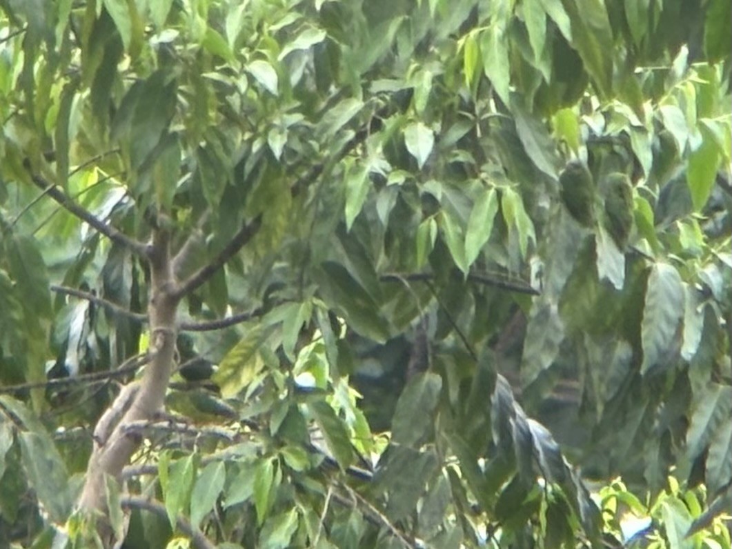 Amazonian Parrotlet - ML645982975