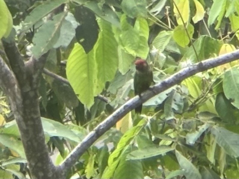 Rose-fronted Parakeet - ML645982978
