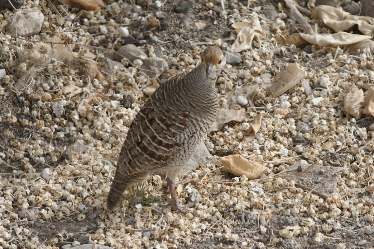 Gray Francolin - ML645982981
