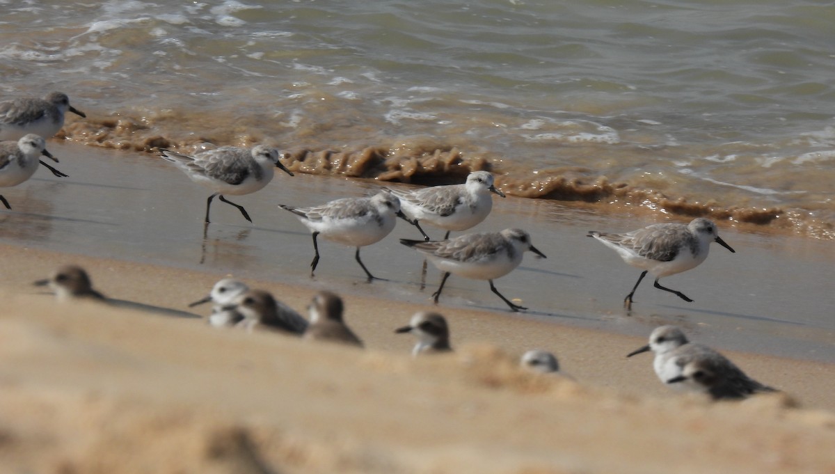 Sanderling - ML645982982