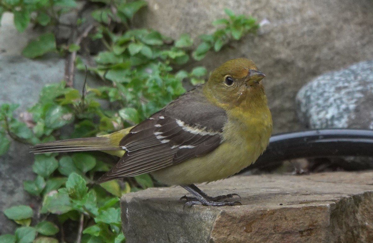 Western Tanager - ML645982983