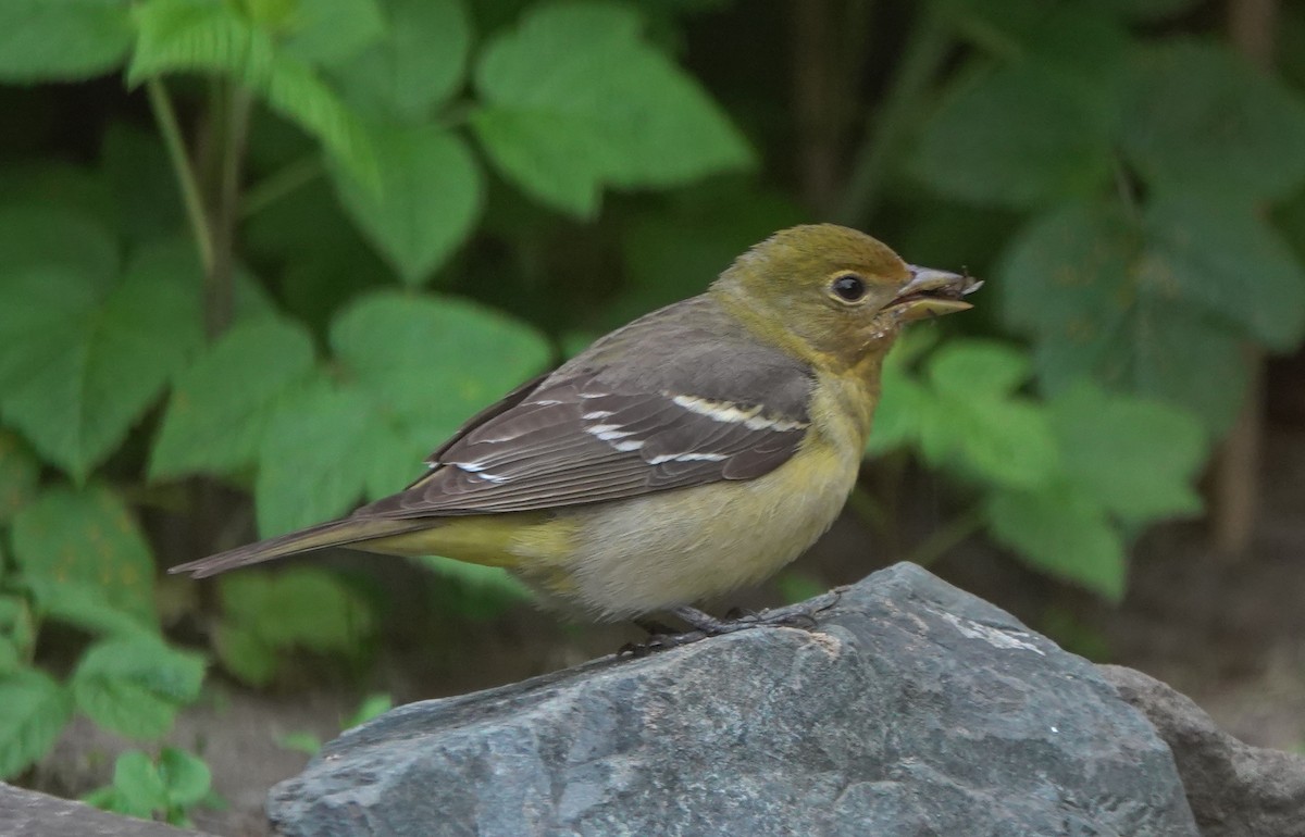 Western Tanager - ML645982985