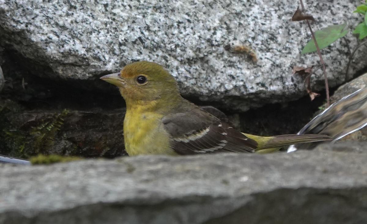 Western Tanager - ML645982987