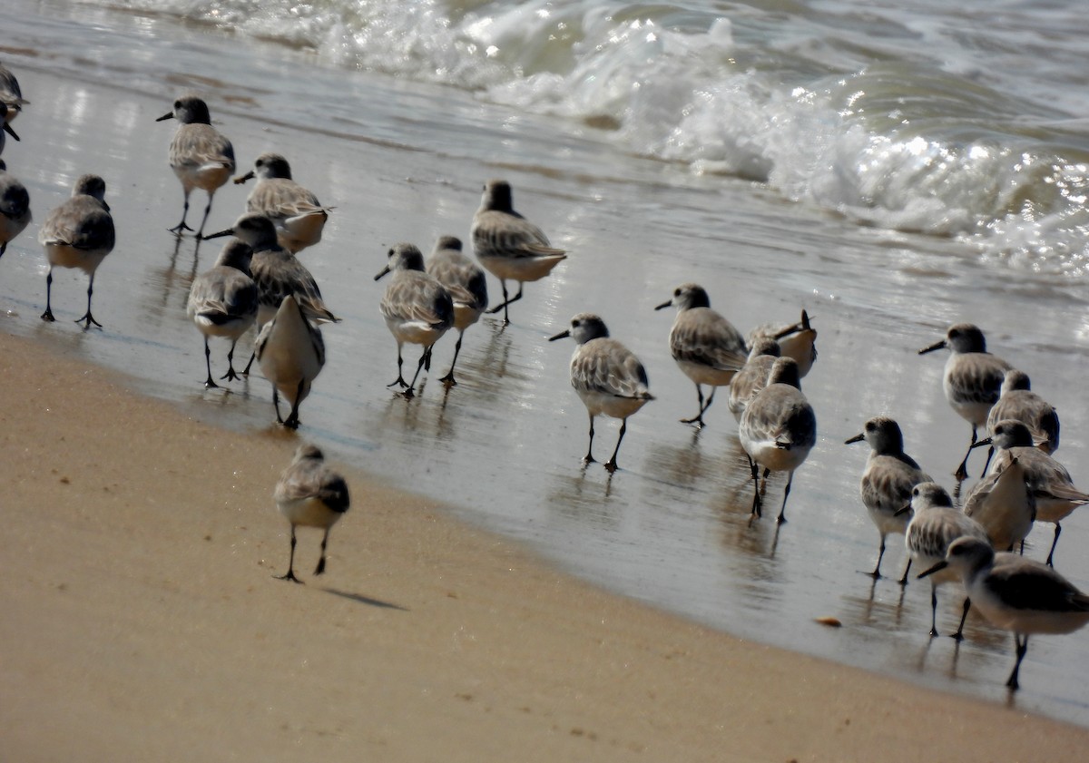 Sanderling - ML645982991