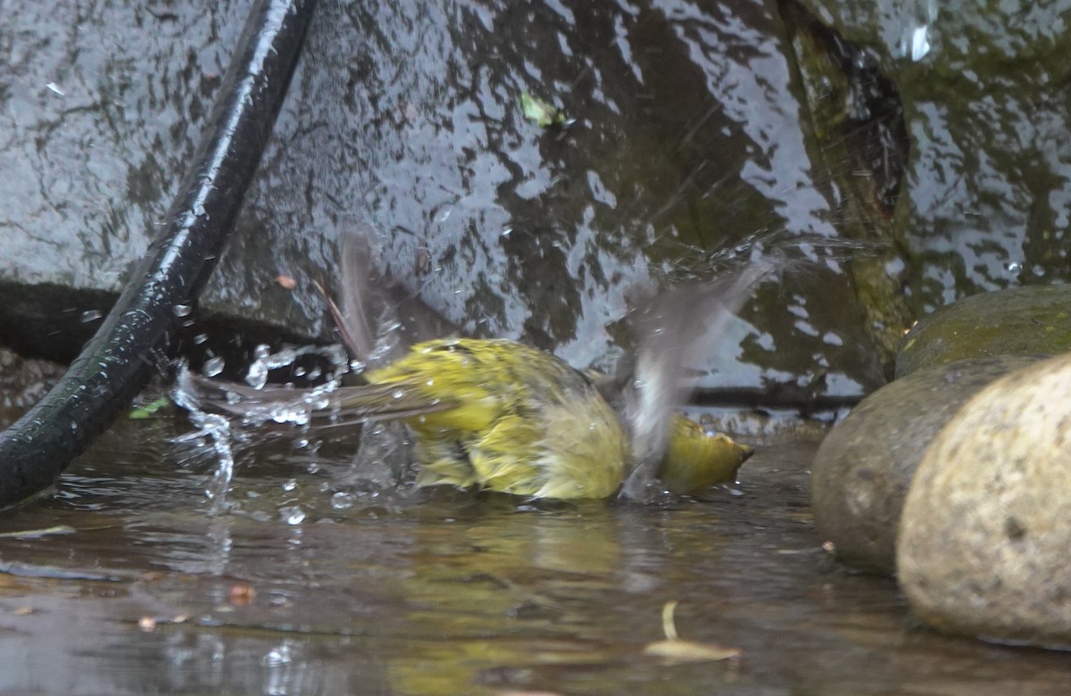 Western Tanager - ML645982993