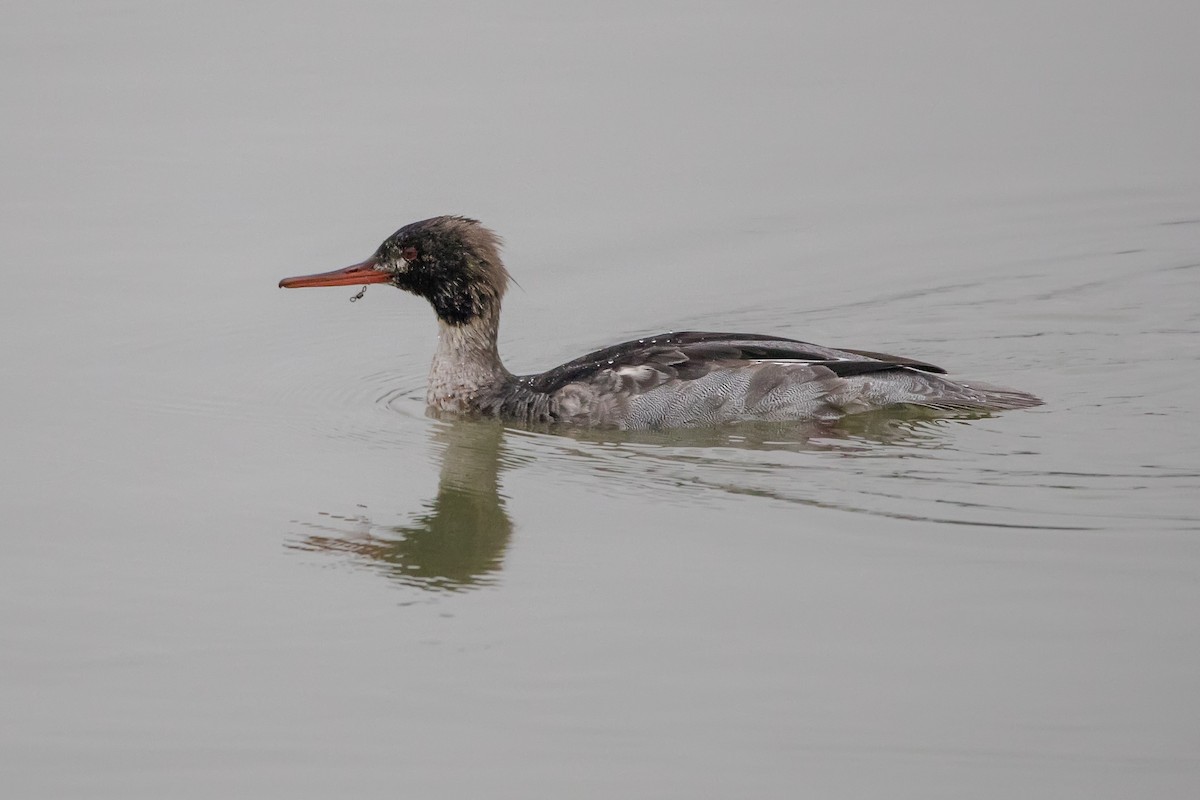 Red-breasted Merganser - ML645982995