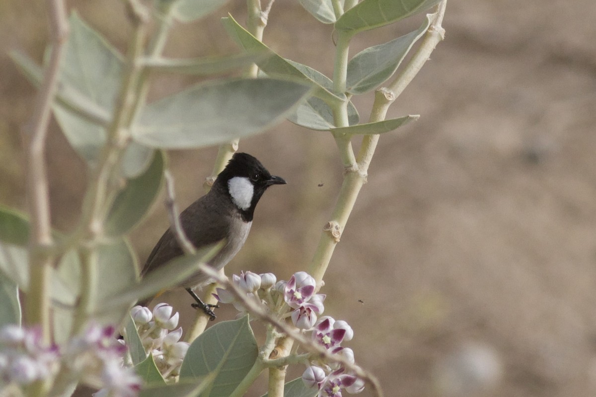 White-eared Bulbul - ML645982996