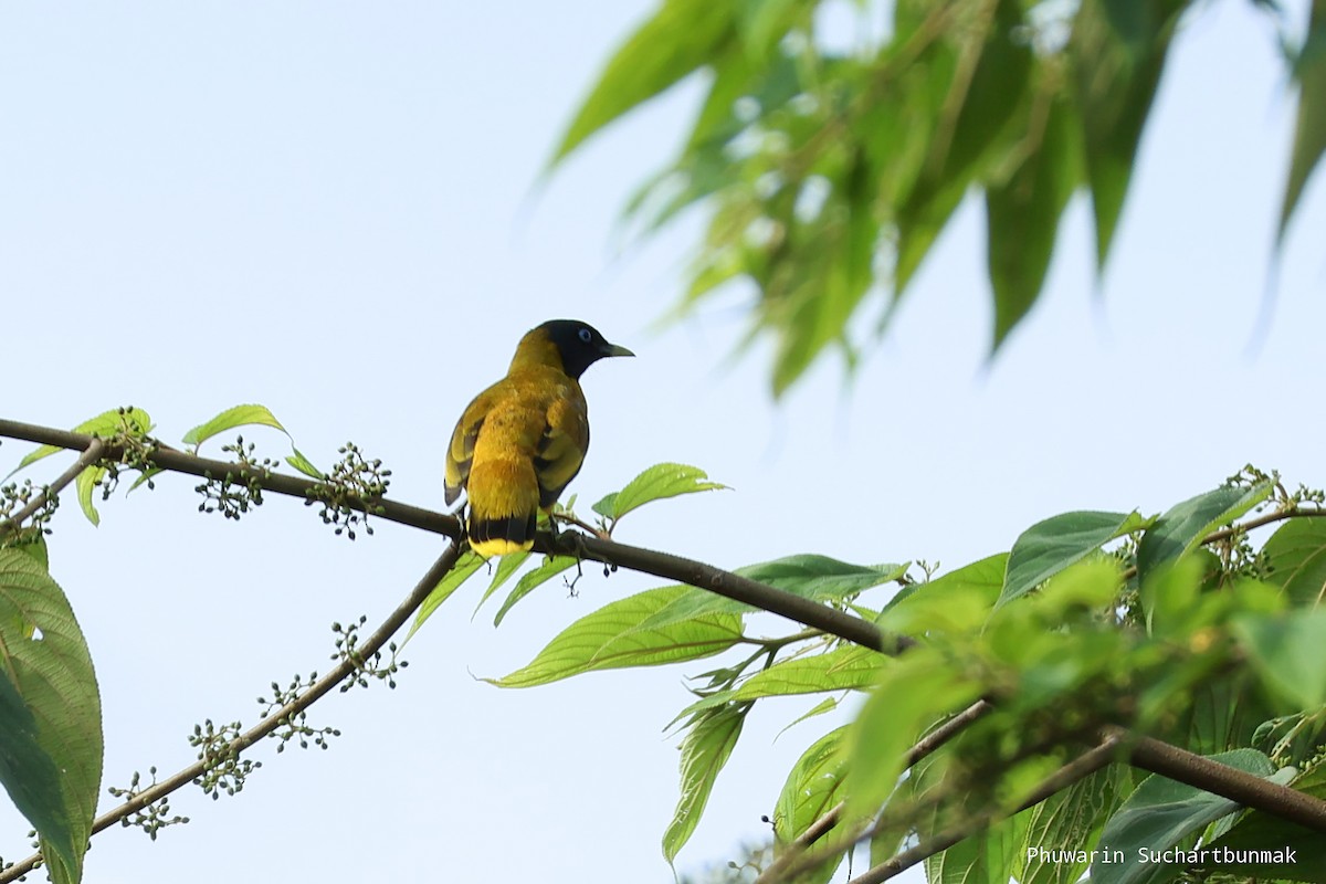 Black-headed Bulbul - ML645983001